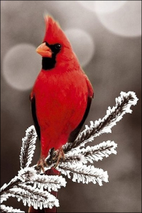 красная птица